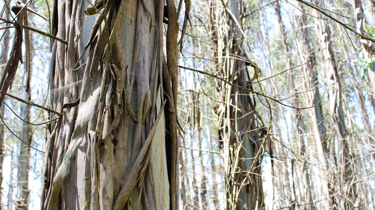 eucaliptus bark